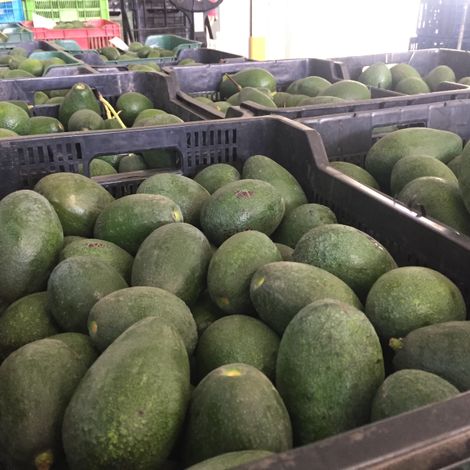 Natural Tropic_Bacon avocado