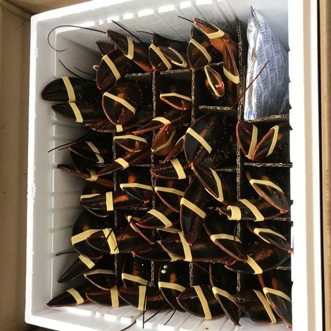 Gidney Fisheries Limited - Packaging