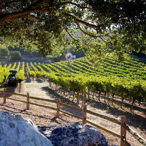 Silver Stag Winery_Wines_Vineyards