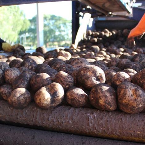 Potatoes