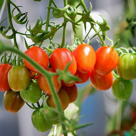 BÖHMER Frische GmbH