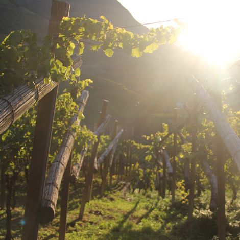 Vineyard
