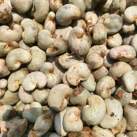 Sun Dried cashew Nuts