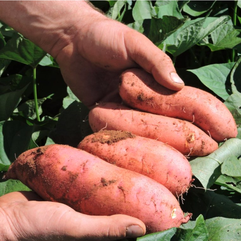 Sweet Potato
