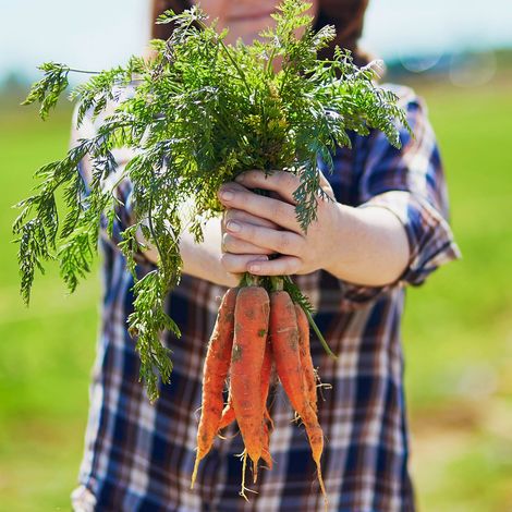 Harvest