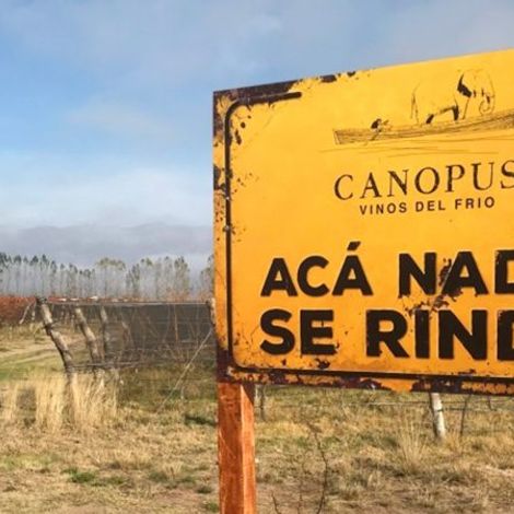 Canopus_Wine_Vineyard