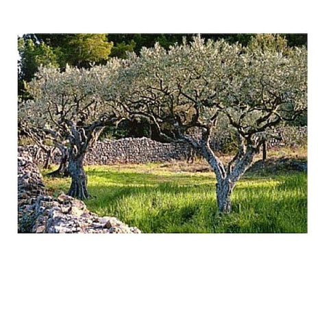 ORO Olive Oil - Olive Tree
