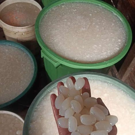Source Cooked and Peeled Palm Fruit