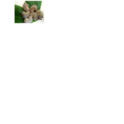 RAW CASHEW NUTS