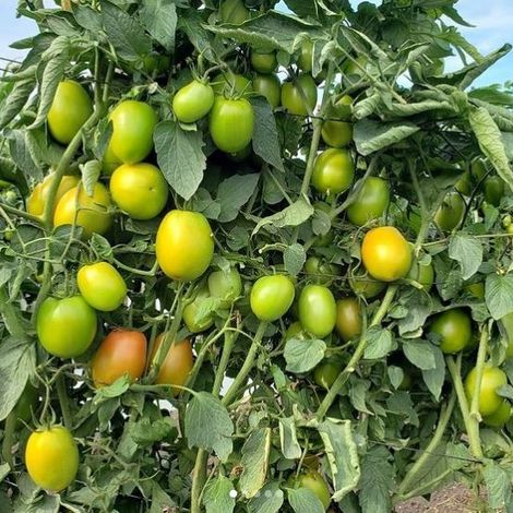 Tomatoes