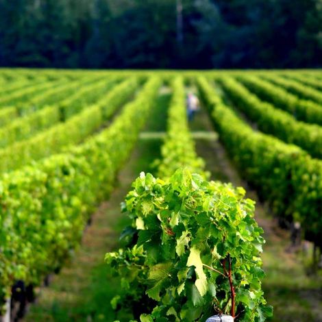 Château Bellecombe - Vineyard