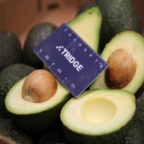 Tridge_PE_Fresh Avocado