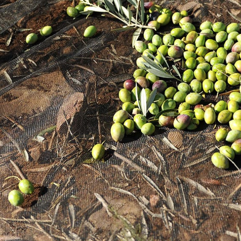 Oro Bailen Reserva Familiar - Olives