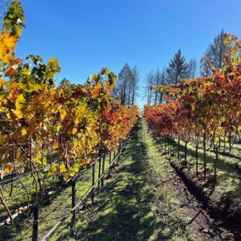 FRIAS Family Vineyard