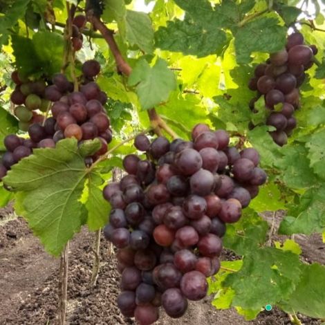 Flame Seedless