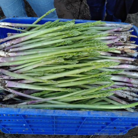 Home Country Agricultural Products Co., Ltd. - Asparagus