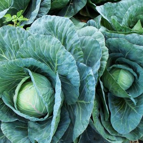 GEVEMO Vegetable Processing GmbH
