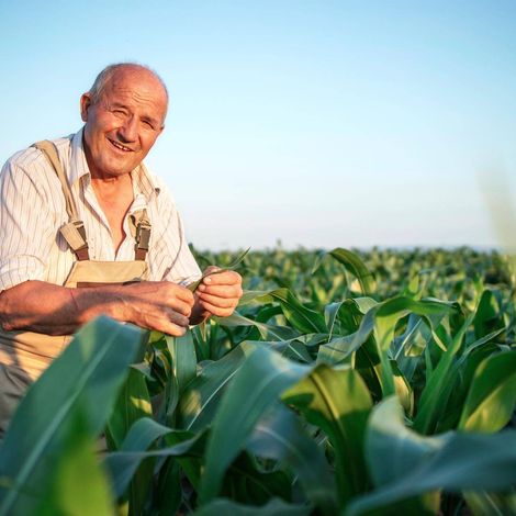 Yiğit Tarım - Corn Field