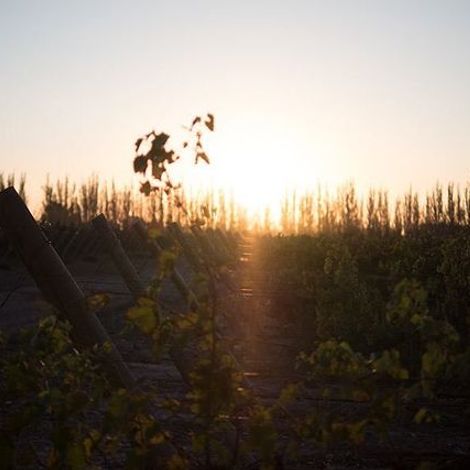 Graffigna_Wine_Vineyard