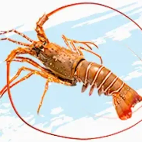 products-lobster.webp