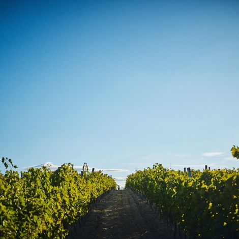 Veralda - Plantation