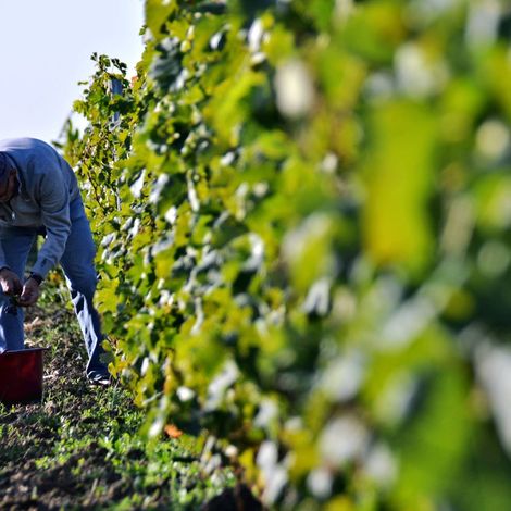Picking from the vineyard
