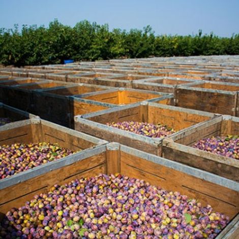 Onizzo Exportaciones Ltd. - Grapes