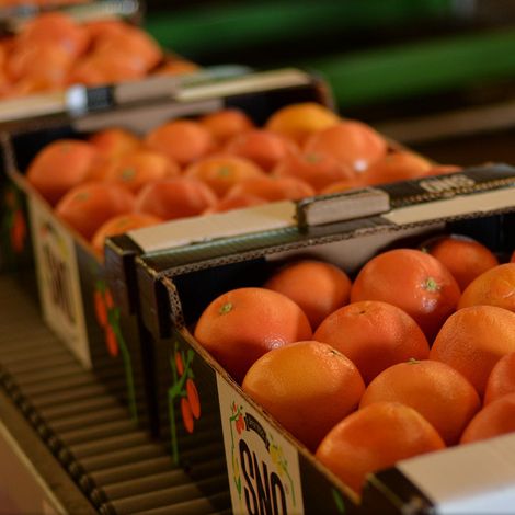 SNO TARIM VE ZIRAI ISLT / SNO CITRUS TURKEY