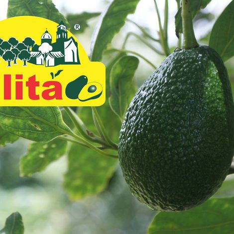 Agroexport Avocados (Villita) - Avocado