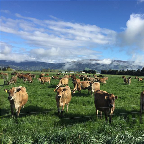 Fonterra (Europe) Cooperative - Cattles