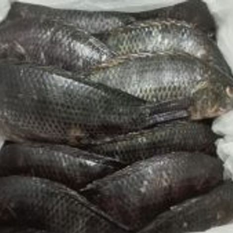 tilapia-negra-300x169.jpg