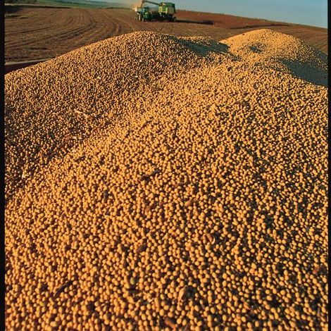 Global River, Inc. - Soybeans