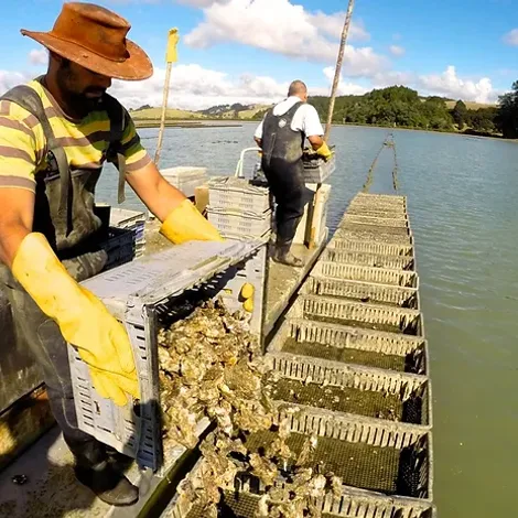 Matakana Oysters Limited - Oyster Harvest