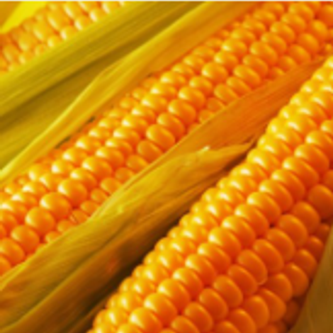 maize.png