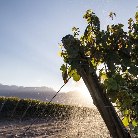 Falasco Wines