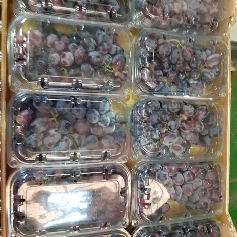 [Agrorizao]_[Grape]