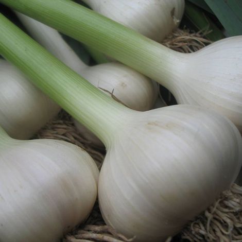 Fraser's Garlic Farm, LLC