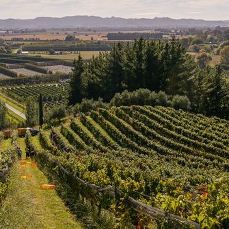 The Millton Vineyard Ltd