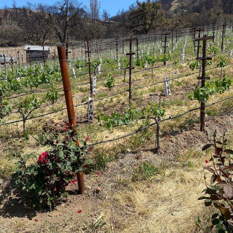 Davis Estates vineyards