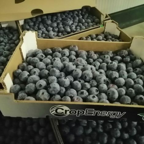 Blueberry Loose