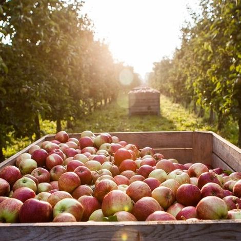 Obsthof Moje - Harvested Product
