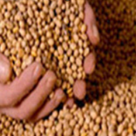 soya beans