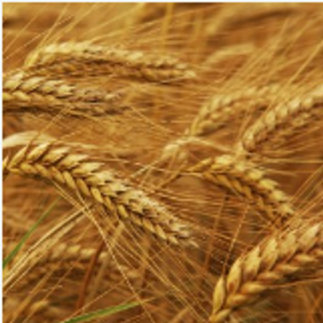 wheat.png