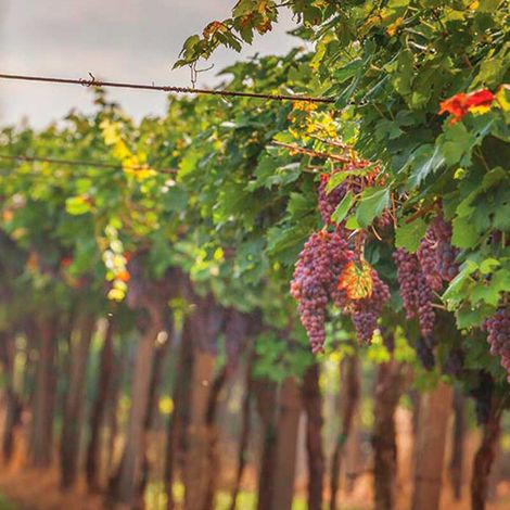 Felipe Staiti Wines_Wines_Vineyards