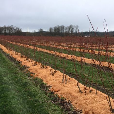 S. Fuentes Enterprises, Inc. Dba Hazel Blue Acres