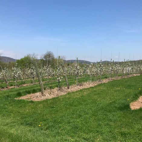Bream Orchards LLC - Plantation