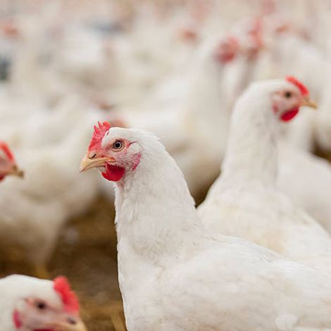 Chicken Poultry