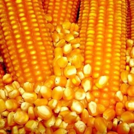 Yellow maize/corn.
