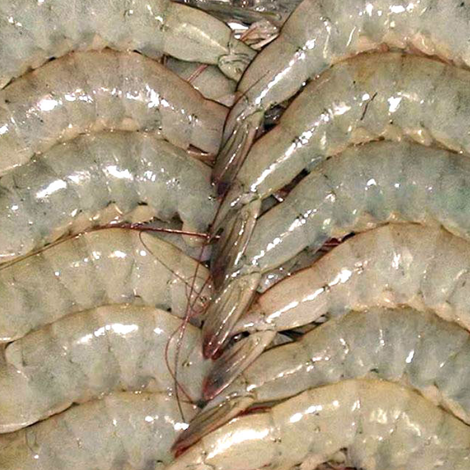 American Eel Depot