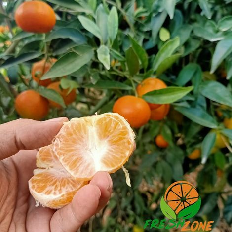 Egyptian Mandarins